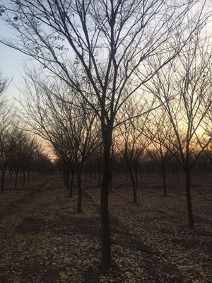 精選優(yōu)質(zhì)苗木供應(yīng)，打造綠色生態(tài)之美