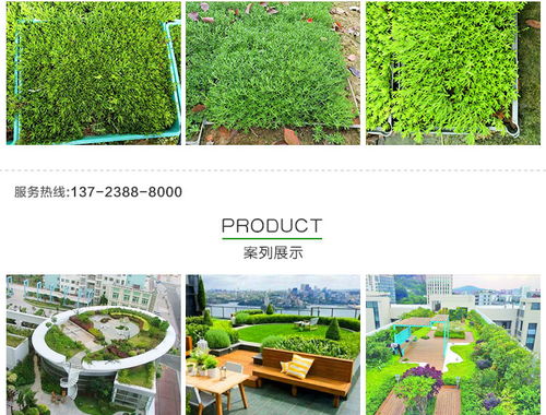 黃金佛甲草的市場價(jià)格、種植與應(yīng)用——以創(chuàng)晟環(huán)保為例