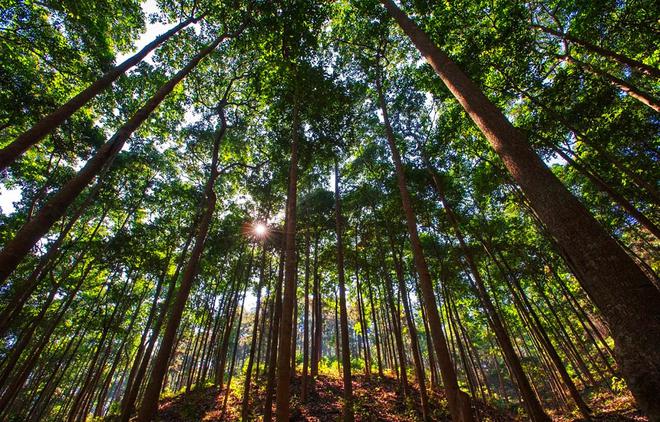 種樹容易砍樹難？——剖析林木采伐許可證辦理的挑戰(zhàn)與平衡